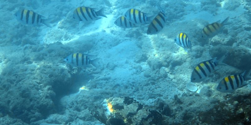 Schöne Fische beim Schnocheln auf Koh Chuek