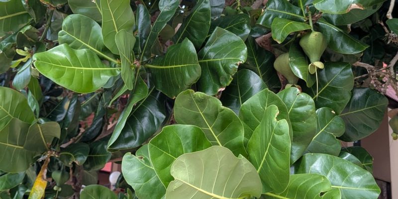Ein riesiger Baum mit seltsamen Früchten, die am Strand herumliegen: "Barringtonia asiatica"