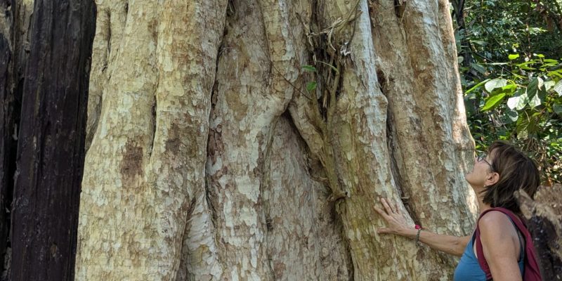 Erstes Wunder: ein typischer Baum mit "buttress" Wurzeln.