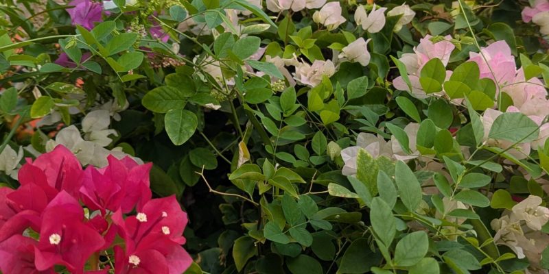Unterwegs sehen wir viele Blumen: