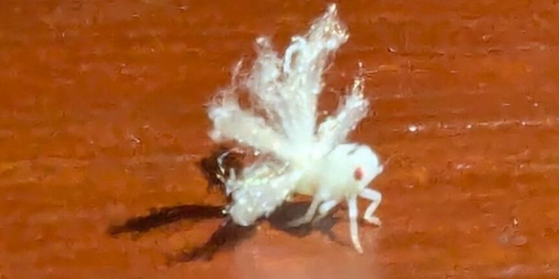 Er frisst u.a. solche 2mm großen Schmetterlingszikaden