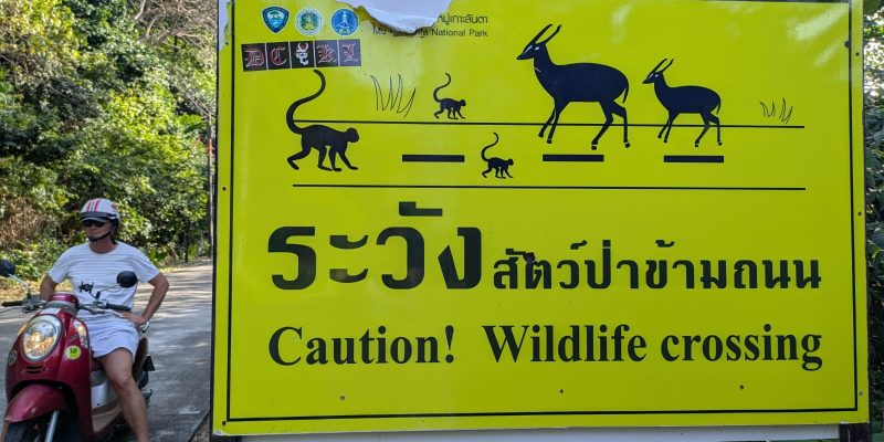 Hier meint "Wildwechsel" andere Tiere als bei uns
