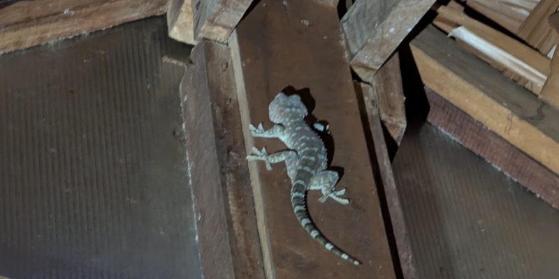 Der gemeine Tokay-Gecko...