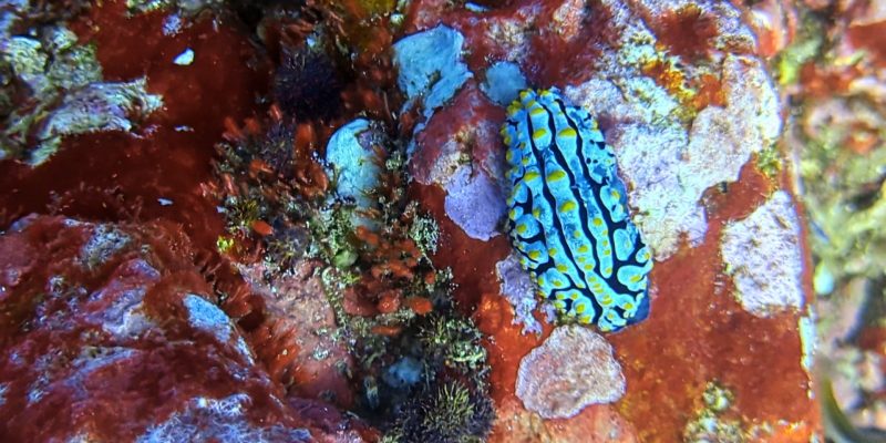 Eine Nacktschnecke (Nudibranch) (Nudi) Phyllidia varicosa