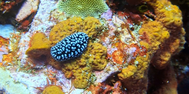 Eine andere Nudi, ihr lateinischer Name ist unwichtig, aber einen anderen hat sie nicht (Nudi) Phyllidiella pustulosa