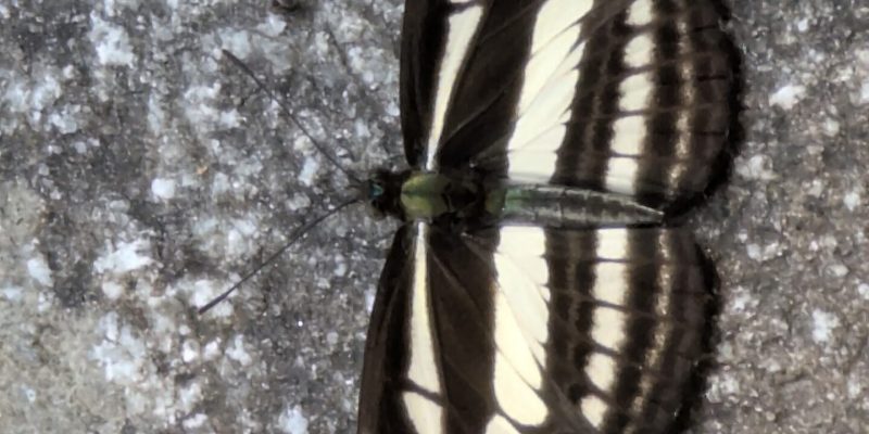 Dieser Schmetterling hat etwa die Größe einer Handfläche 😯 PXL_20250213_052625349.MP