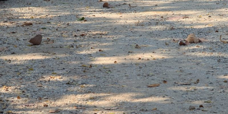 Hier am See kommen wirklich alle zur Ruhe! PXL_20250216_073940426.MP