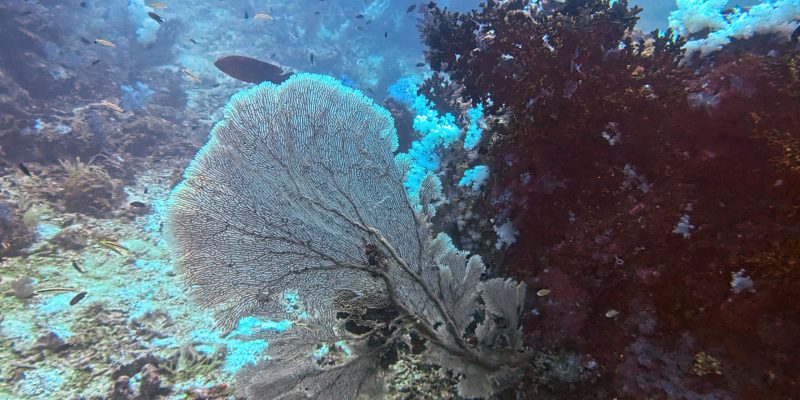Eine weiße Gorgonie, Durchmesser gut 1m Weiße Gorgonie