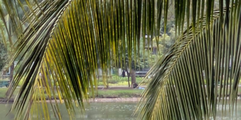 Lumphini-Park Palmen