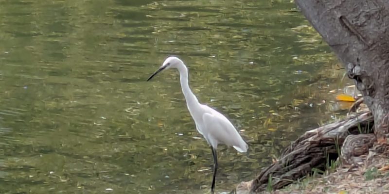 Lumphini-Park Reiher