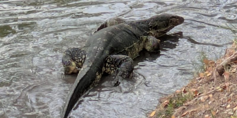 Lumphini-Park Waran im Wasser