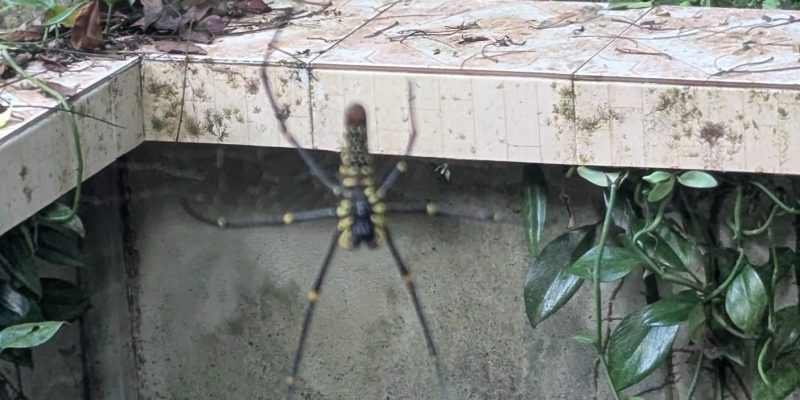 Auf dem Rückweg gesehen: Diese Spinne ist etwa fingerlang (nur der Korpus) 😯 wp-17409784998435136573920296220540
