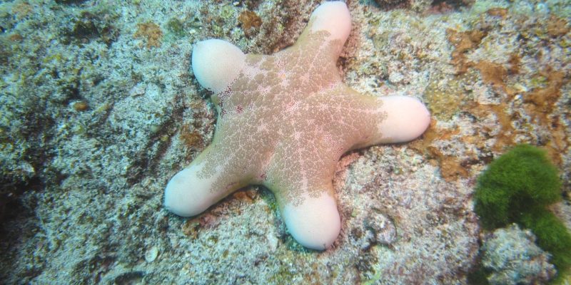 Warum heißt dieser Walzenseestern nicht Teddybär-Seestern? 🥰 wp-17409822475626124498212918792058